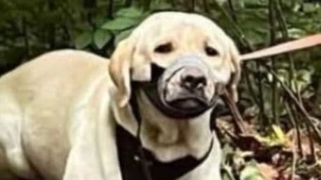 Spaziergänger retten Labrador - Tierquäler kleben Hund Schnauze mit Panzerband zu