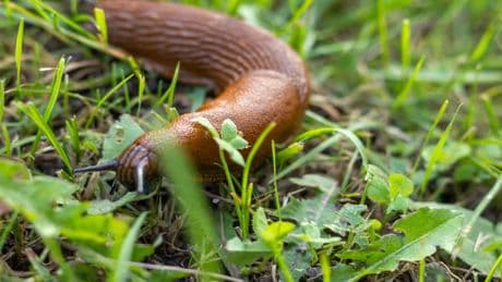 Aufgepasst: Bis zu 65.000 Euro Strafe warten, wenn Sie diese Schnecke töten