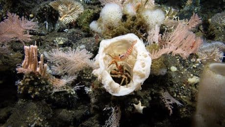 99,999 % des fonds marins n’ont pas été observés directement par les humains