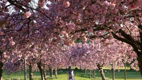 The beautiful little UK town suddenly 'as pretty as Japan' as trees turn pink