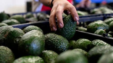 How avocados became one of the most Instagrammed foods in the world