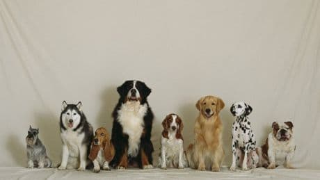 The ultimate guide to raising a happy, healthy dog, according to the experts