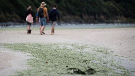 En Bretagne, les algues vertes colonisent de nouvelles plages