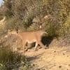 Hiker's heart-stopping video shows exactly what to do if confronted by a mountain lion