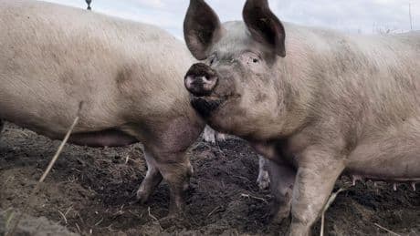 Nederlandse veestapel krimpt verder, vooral minder varkens
