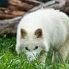 Meet Khaleesi: First female dire wolf is brought back from EXTINCTION - 12,000 years after the species vanished