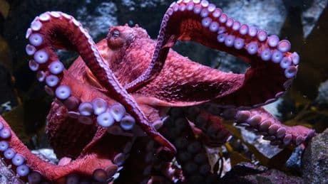 Fans bid farewell to beloved California octopus Ghost as she cares for eggs in final stage of life