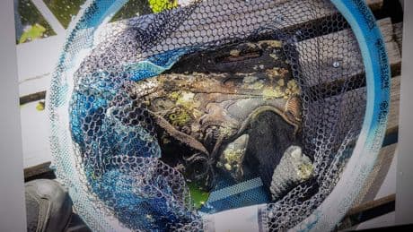 Na voet geen lichaamsdelen meer gevonden bij zoektocht in Vlaardingervaart