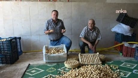 Aydın incir üreticisi zor durumda: Bir günlük çapanın maliyeti 5 bin lira