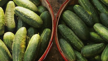 A salmonella outbreak sickens dozens, prompting a cucumber recall. Here's what to do