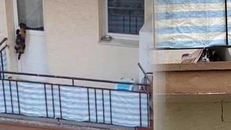 10 gündür balkonda mahsur kalan kedi için polis devreye girdi