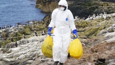 UK ‘not prepared’ for major animal disease outbreak like foot and mouth or bird flu