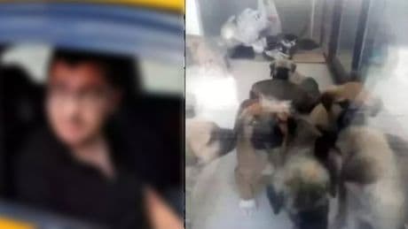 Köpeklere cinsel istismar skandalı: Doktora 17,5 yıla kadar hapis istemi