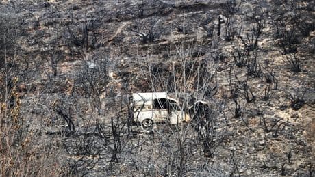 El complejo reto de recuperar los ecosistemas dañados por los incendios: "Los bosques tardan 40 ó 50 años en recuperarse"