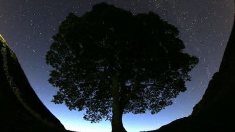 Prosecutor says Sycamore Gap tree cutters committed 'arboreal equivalent of mindless thuggery'