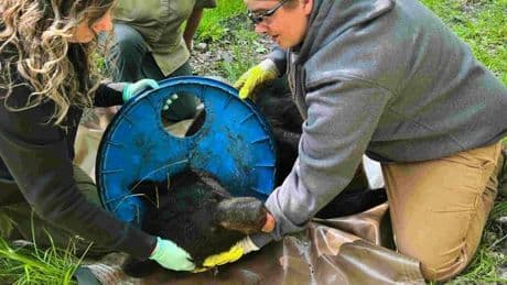 Zwei Jahre steckte ein Bär mit dem Kopf in einem Plastikdeckel fest – nun wurde er befreit