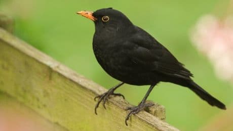 Virus carried to UK by mosquitoes ‘has killed up to 40% of local blackbirds’
