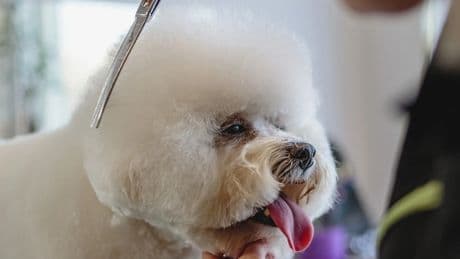 Investigan a una mujer en Granadilla por realizar tratamientos dentales en una peluquería canina