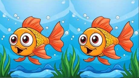 Sadece yüksek IQ sahipleri bu balıktaki farkları 11 saniyede görebiliyor: Denemeye hazır mısınız?