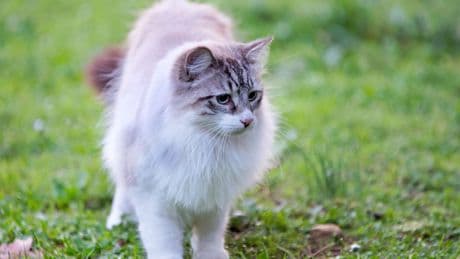 Ganderkesee: Trächtige Katze an Landstraße ausgesetzt – "zu verschenken"