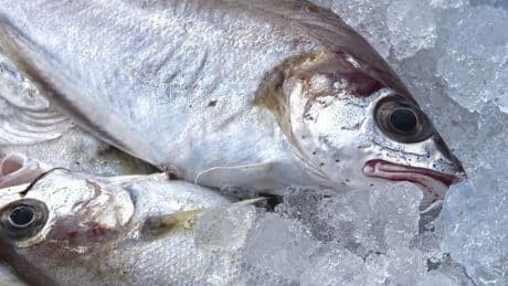 Este es el pescado que nadie conoce y es un tesoro: "Para sushi y para sashimi es excelente"