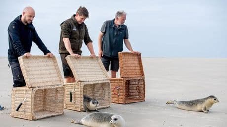 Seehundstationen: Zurück im Meer: Erste aufgepäppelte Seehunde ausgewildert