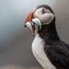The tiny island where puffins are thriving despite global decline