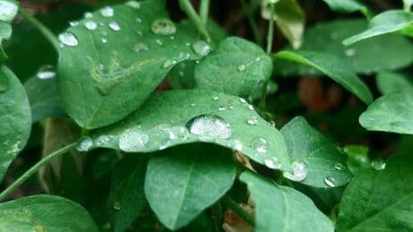 UK Gardeners Urged To Do 1 Task During This Week's Rainfall