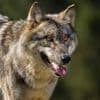 Grote zorgen om bijtende wolf in Utrecht: 'Hij zou morgen iemand kunnen doden'