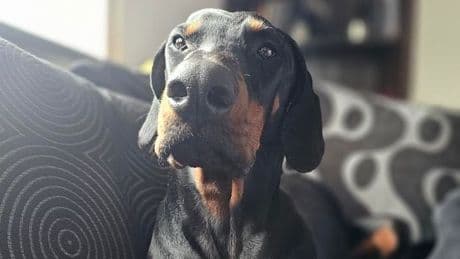 Hero Scots vet saves dog choking to death on favourite toy in dramatic footage