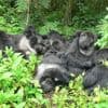 20 jaar onderzoek naar gorilla’s werpt ook nieuw licht op menselijke relaties