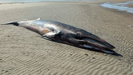 Schon der dritte Meeressäuger - Wieder toter Wal an der Nordsee gestrandet