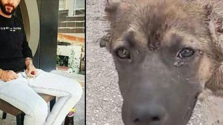 Köpeğin kulağını kesip işkence eden şahıs tutuklandı