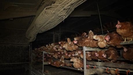 La &#039;granja del terror&#039; sigue operando con normalidad tras una inspección de más de ocho horas