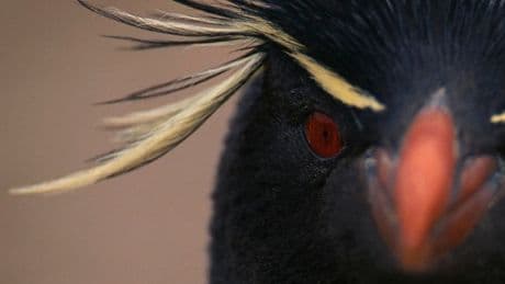 A Biologist Spotlights 4 Birds Of Earth’s Most Remote Island. Hint: The Island Belongs To Norway, But It’s In The Opposite Hemisphere