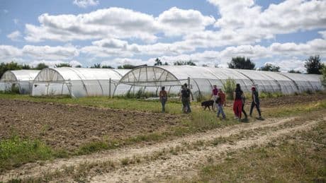 Val-de-Marne : à la ferme des Frémis, Villejuif mise sur le local