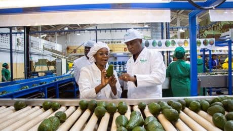 Camellia returns to dividend list after year of restructuring