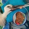 Ooievaar in Rotterdam had 350 gram elastiek in de maag: 'Lijkt op een worm'