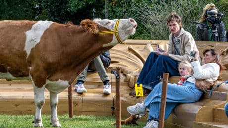 Boer snapt Amsterdamse kritiek op kunstproject niet: ’Er zijn ergere dingen dan twee koeien die een stukje heen en weer rijden’