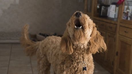 Repartidores y perros, cómo prevenir mordeduras en un mundo de entregas a domicilio