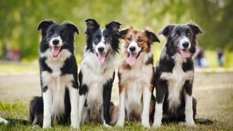 Hallados los genes que explican la excepcional inteligencia de los perros pastores