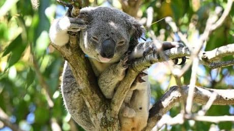 Hoffnung für Beuteltiere: Australien lässt Impfstoff gegen tödliche Koala-Krankheit zu