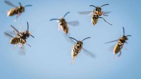 Wird 2025 ein Wespen-Jahr? Experte erklärt, worauf es ankommt