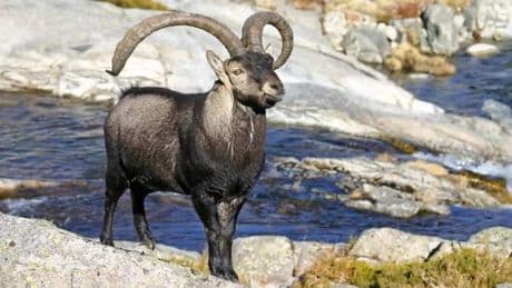La curiosa visita de unas cabras montesas a una playa de Málaga
