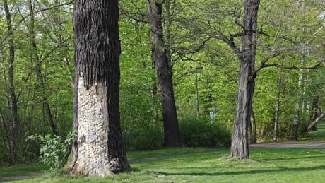 Berlin-Pankow: Schüsse bei Raubversuch im Schlosspark – Frau notoperiert