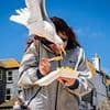Beat the seagull bullies: How YOU can avoid being targeted by the feathered thugs menacing Britain's beaches stealing snacks and attacking dogs