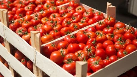 Petite, grosse, ronde, allongée, rouge, jaune, verte, noire… La tomate, reine du marché