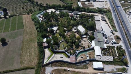 Manavgat'ta kayıp aslan 1 kişiyi yaralamıştı! Kaçtığı hayvan parkı mühürlendi