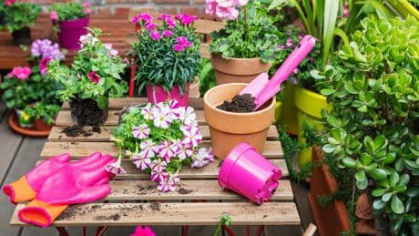 Balkon: Welche Pflanzen dort nicht wachsen dürfen