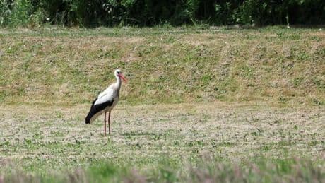 Tierisches: Anhaltende Trockenheit macht Hamburgs Störchen zu schaffen